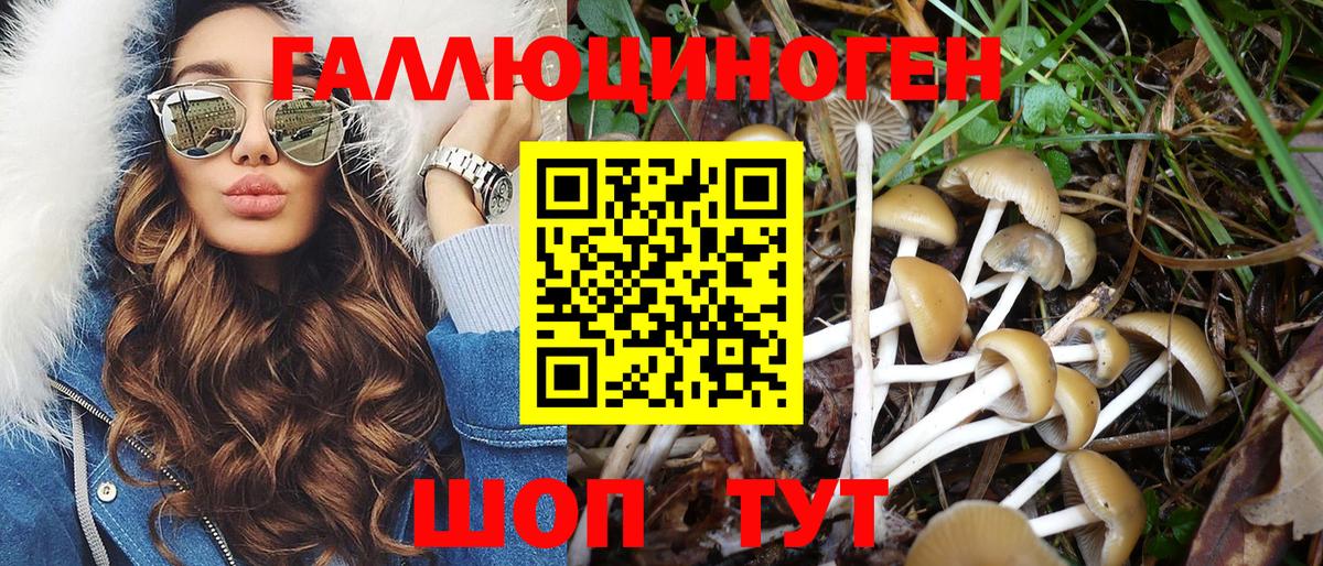 Псилоцибиновые грибы Psilocybe Липецк